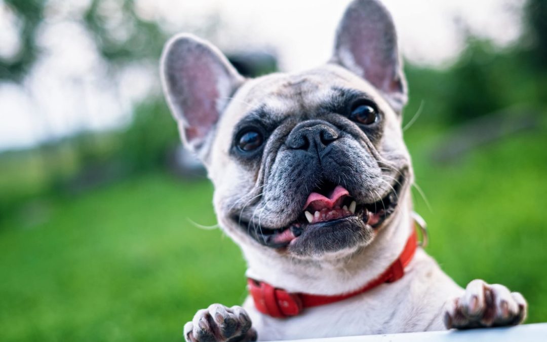 white-short-coated-dog