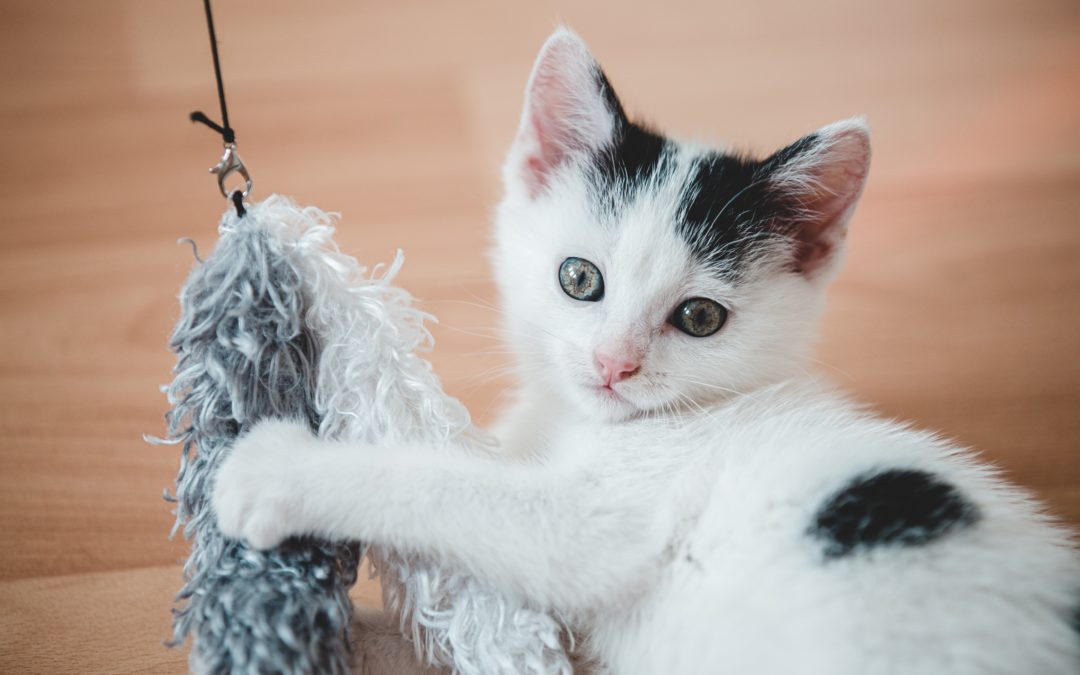 Black and white cat playing with feathered toy