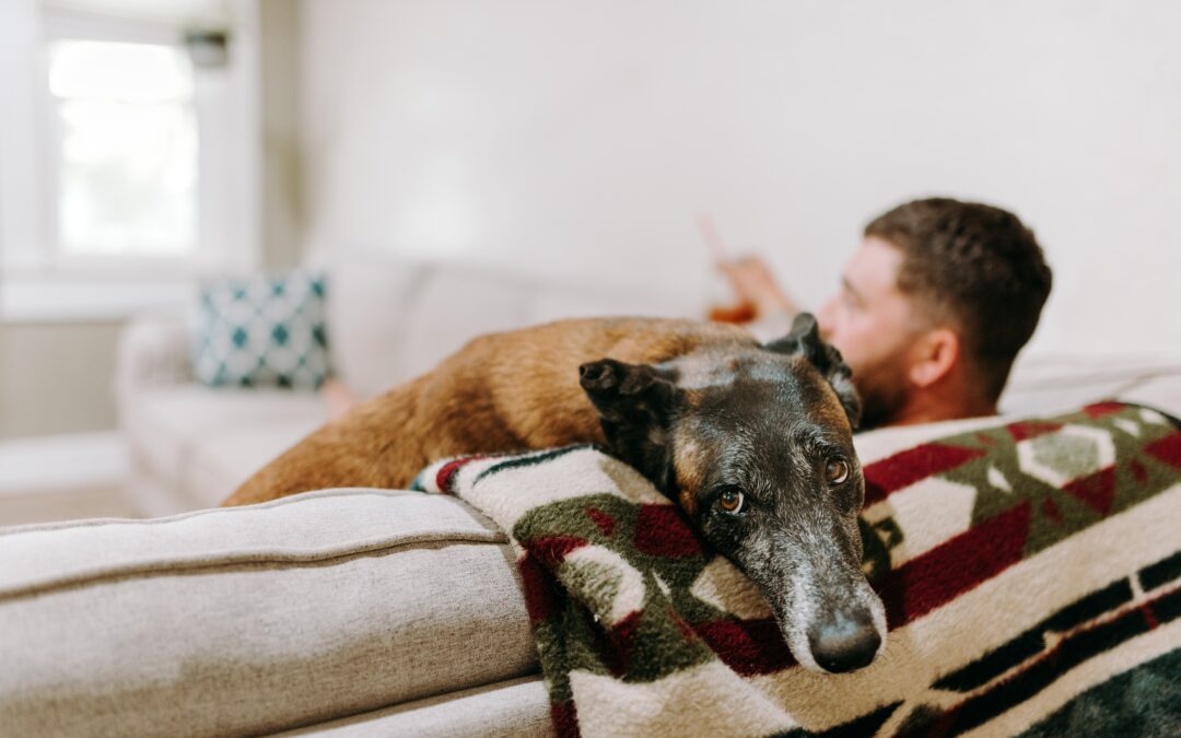 Dog sitting on the couch with their owner looking sad at the camera