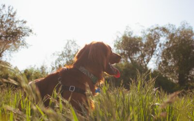 Tips for Lyme Disease Prevention in Pets
