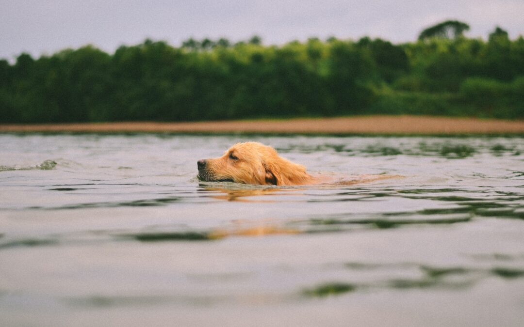 Golden Retriever swimming in a lake