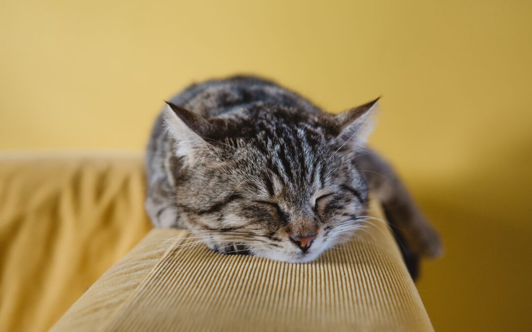 Grey cat sleeping on couch arm