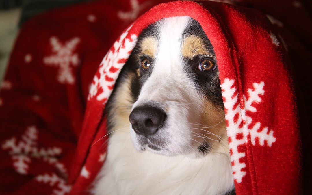 Dog sitting with blanket over head