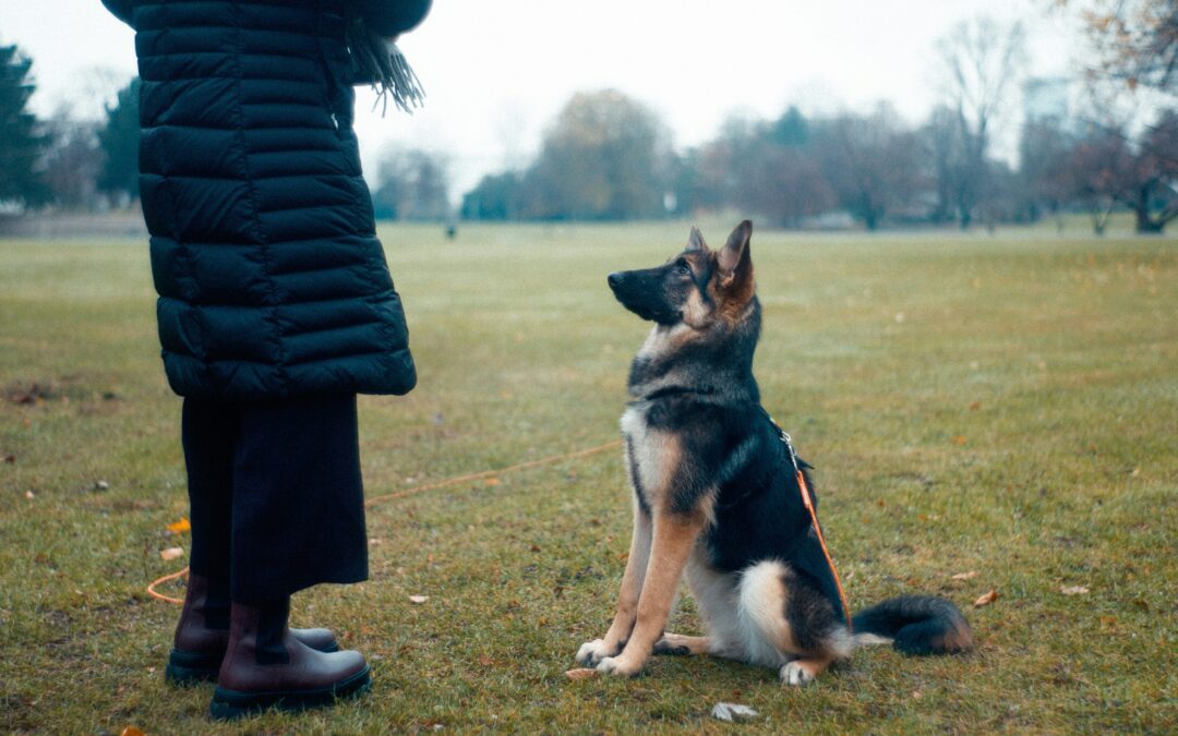 German shepherd being trained to ‘sit’ by its owner in a field